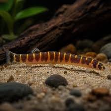 Kuhli loach