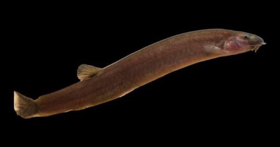 Kuhli loach