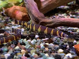 Kuhli loach