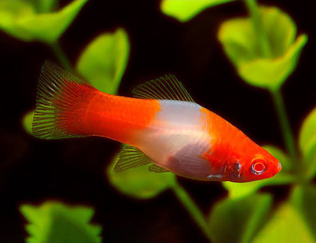 Santa Claus Swordtail