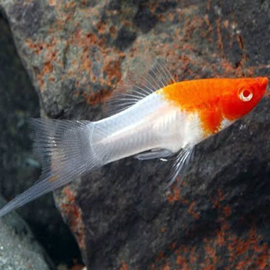 Santa Claus Swordtail