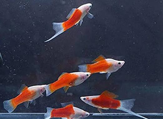 Santa Claus Swordtail