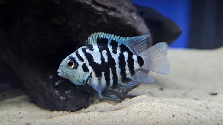 Polar Parrot Fish