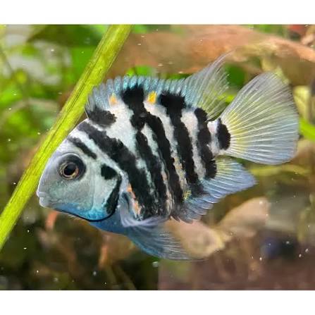 Polar Parrot Fish