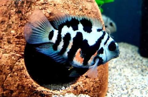 Polar Parrot Fish