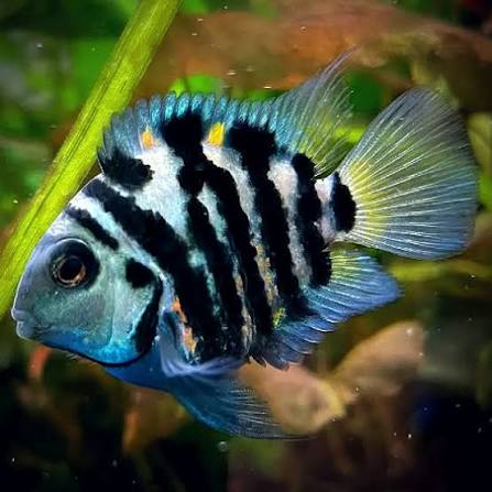 Polar Parrot Fish