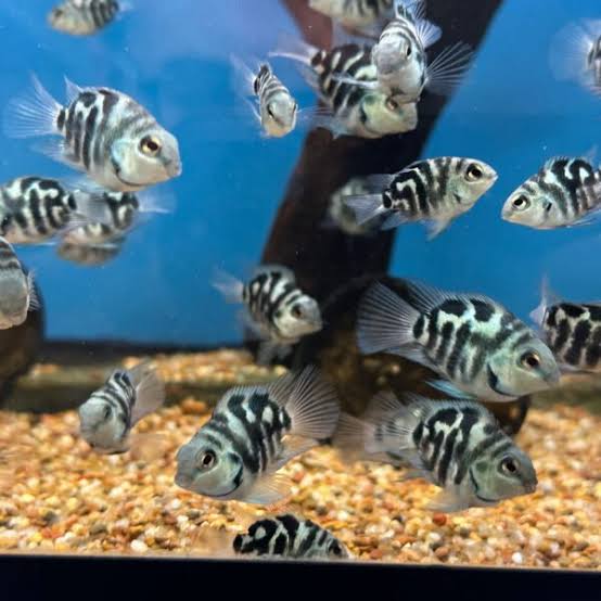 Polar Parrot Fish