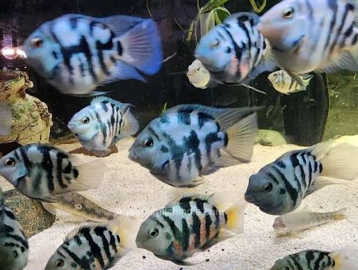 Polar Parrot Fish