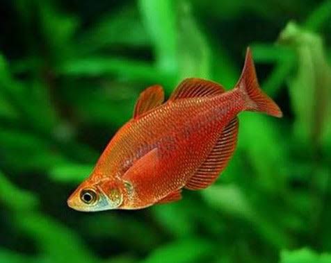 Red Rainbowfish