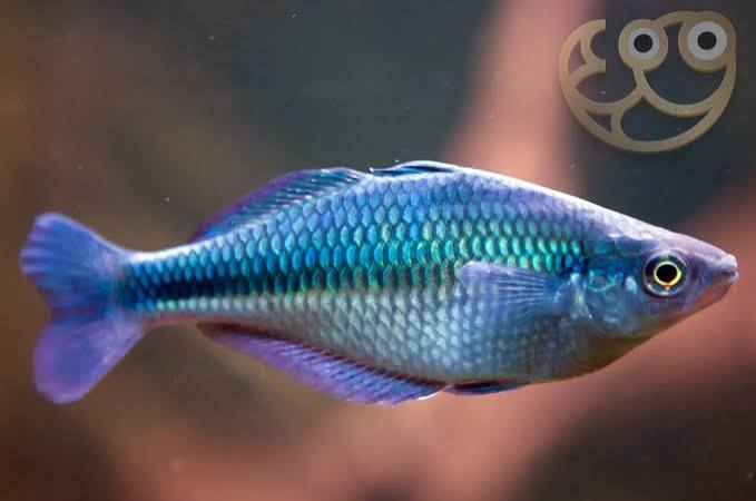 Lake Kutubu Rainbowfish