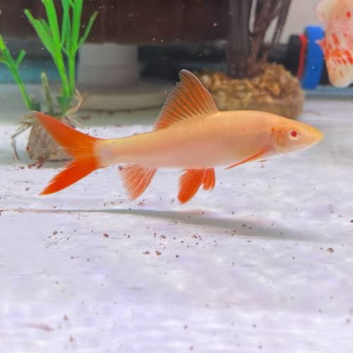 Albino rainbow shark