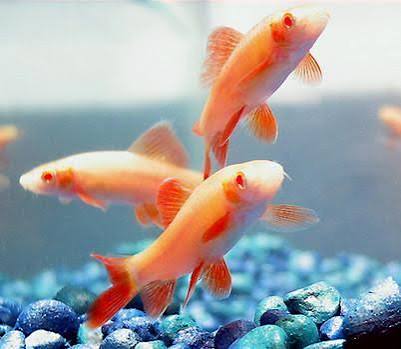 Albino rainbow shark