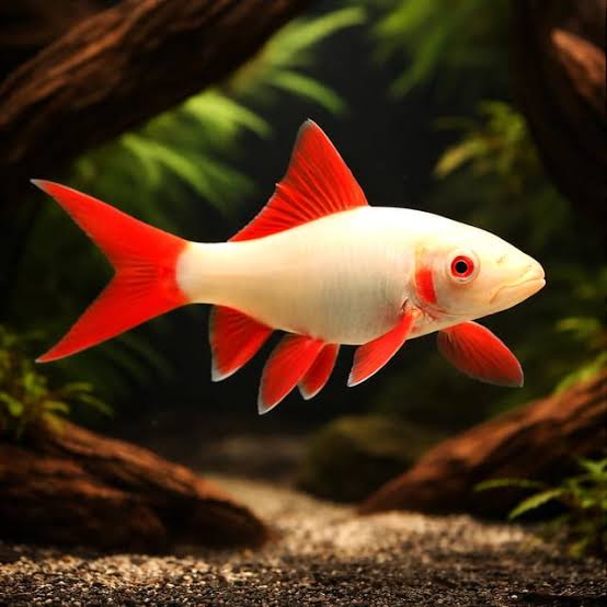 Albino rainbow shark