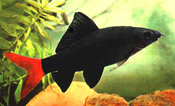 Red-tailed Black Shark