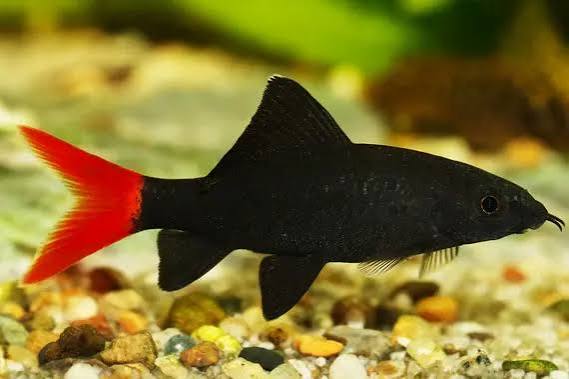 Red-tailed Black Shark