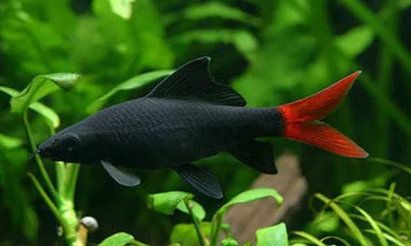 Red-tailed Black Shark