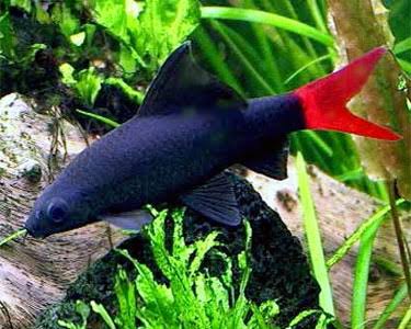 Red-tailed Black Shark