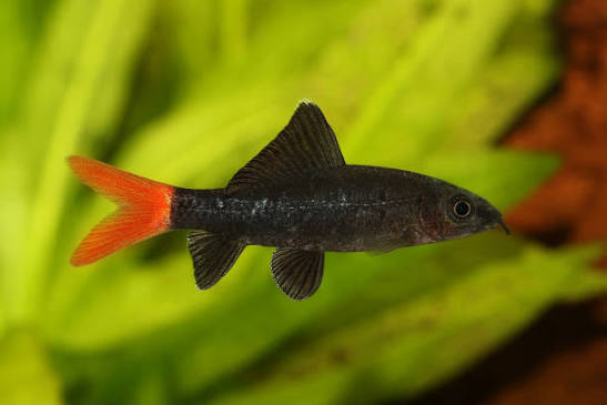 Red-tailed Black Shark