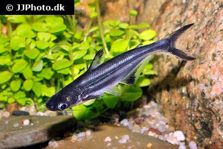 Blue shark pangasius