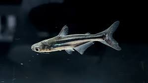 Blue shark pangasius