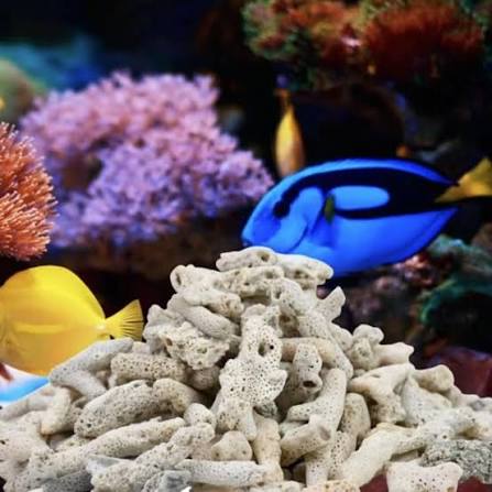 Crushed coral 1 Ltr