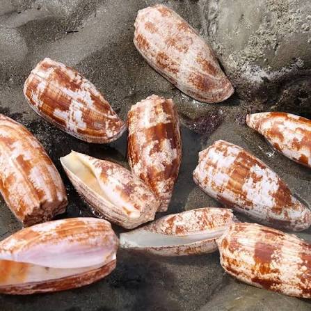 Assorted Snail shells 5-10 cm