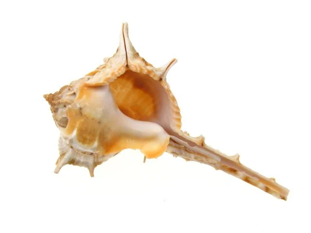 Assorted Snail shells 5-10 cm
