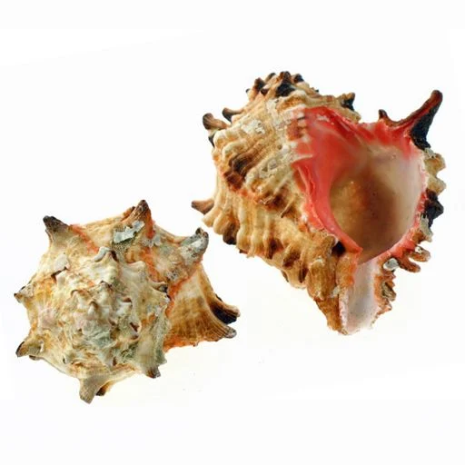 Assorted Snail shells 5-10 cm