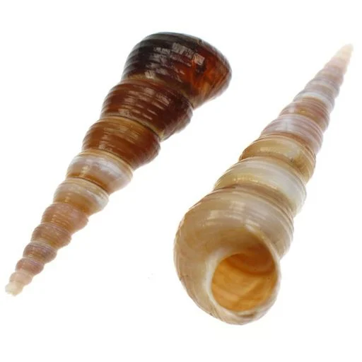 Assorted Snail shells 5-10 cm