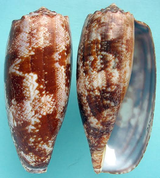 Assorted Snail shells 5-10 cm