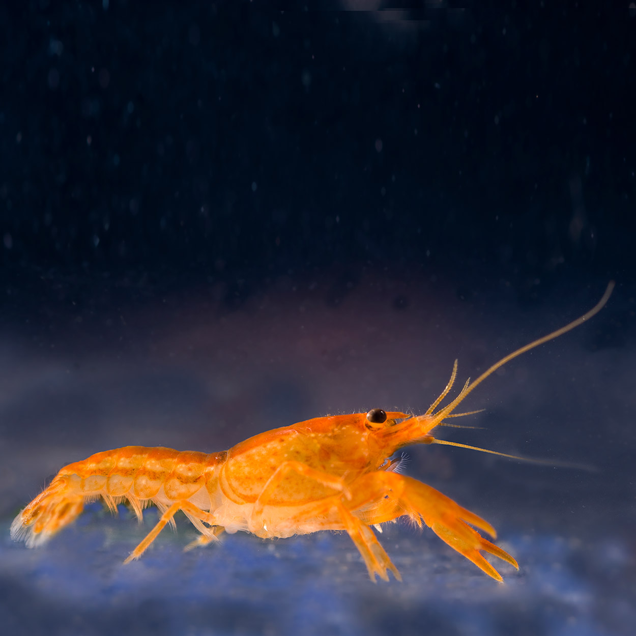 Freshwater crayfish