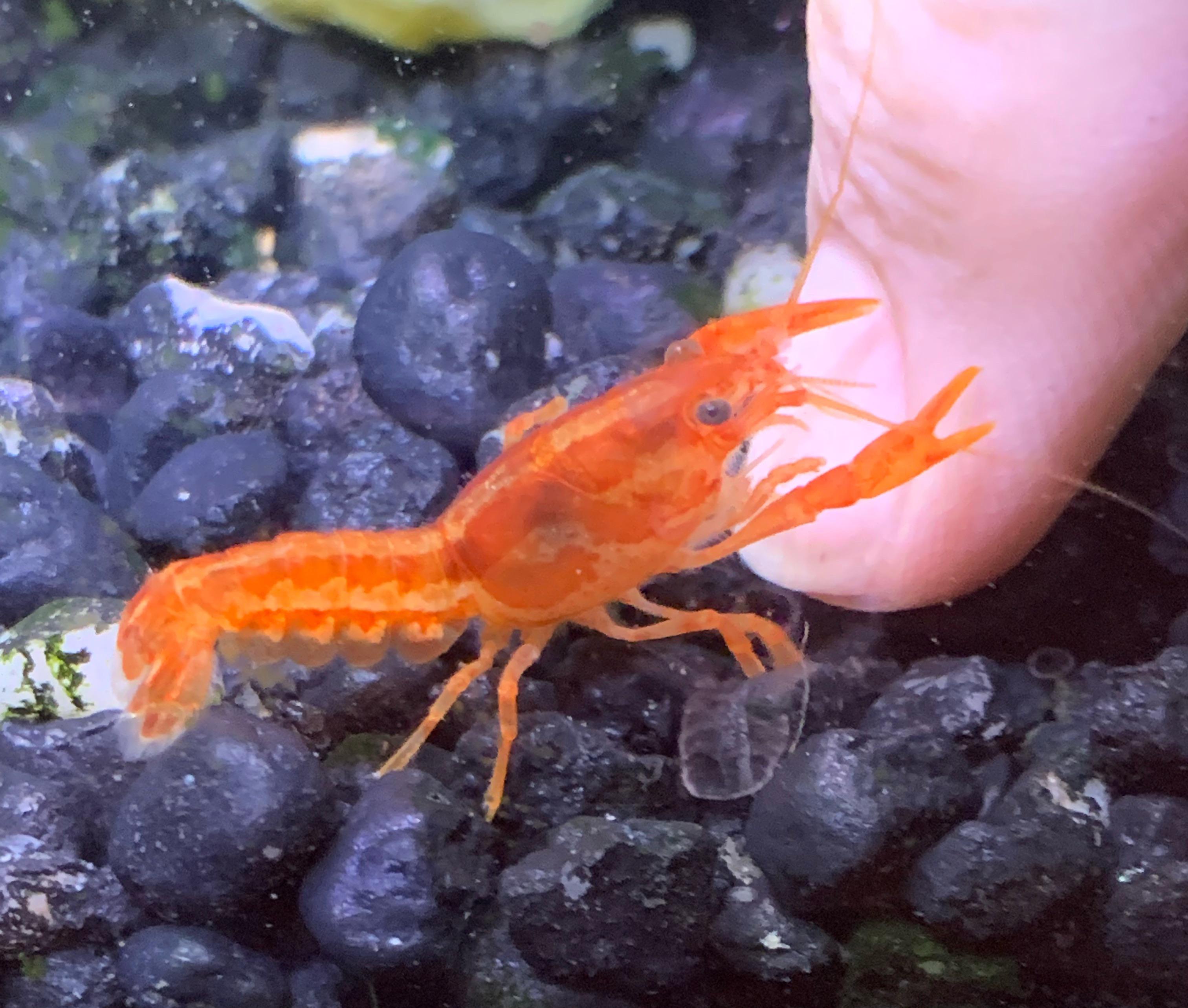 Freshwater crayfish