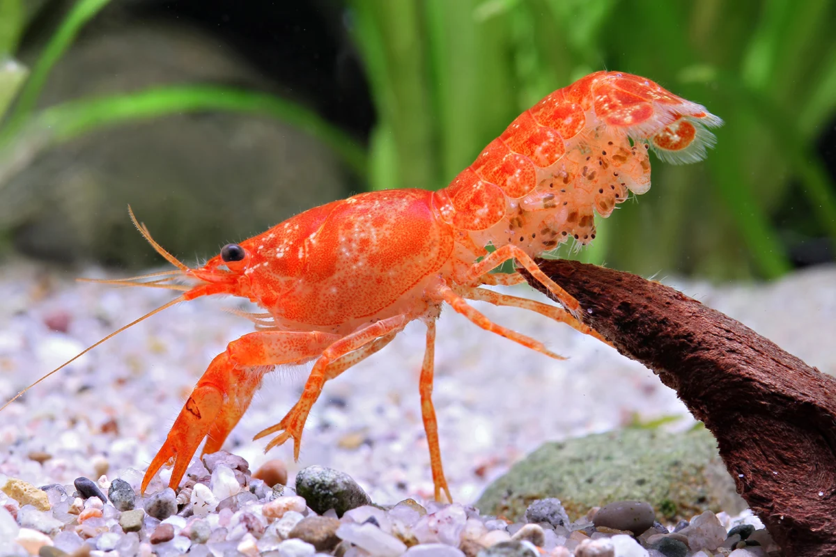 Freshwater crayfish