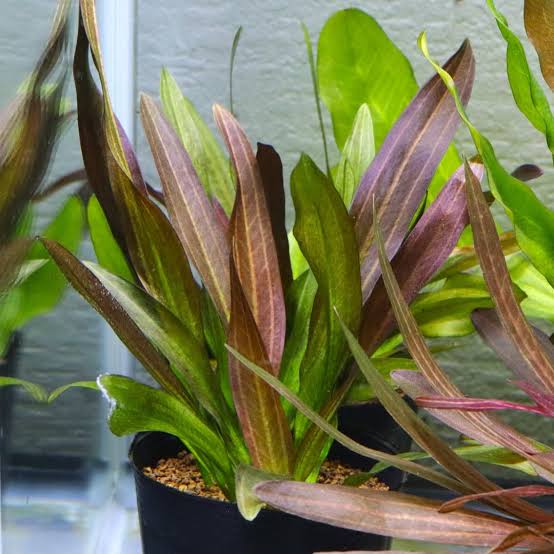 Echinodorus 'Fire Phoenix