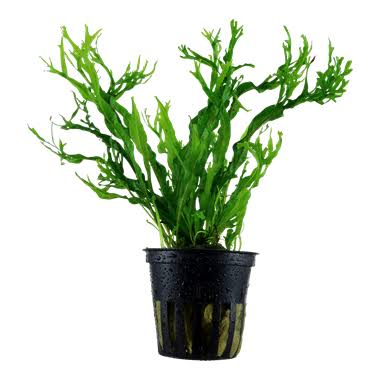 Windelov Java Fern