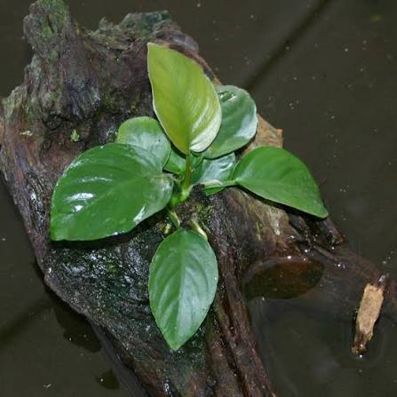 Anubias barteri broad leaf