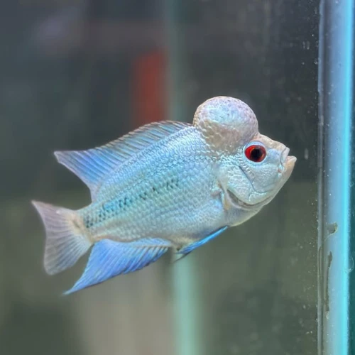 Cobalt Flowerhorn 5"