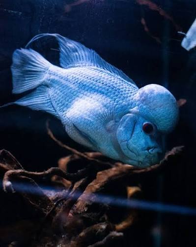 Cobalt Flowerhorn 5"