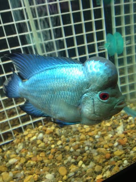 Cobalt Flowerhorn 5"