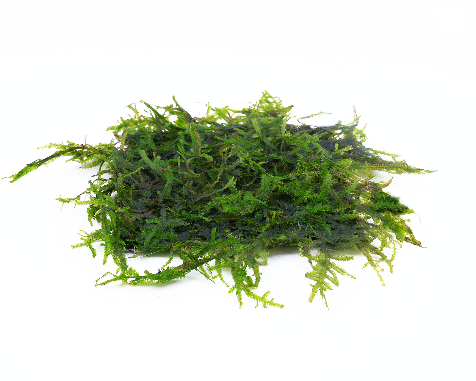 Flame Moss on an 8x8cm pad