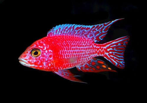 Red Peacock Cichlid