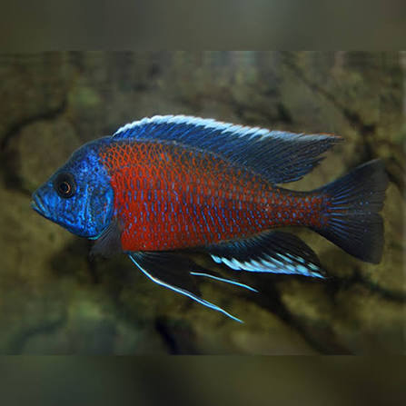 Kadango Cichlid