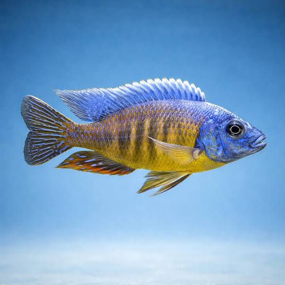 Taiwan Reef Cichlid,