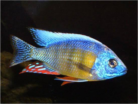 Taiwan Reef Cichlid,