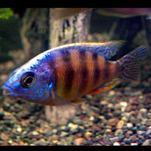 Taiwan Reef Cichlid,