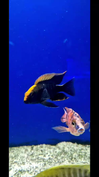 Apache Peacock Cichlid