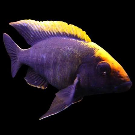 Apache Peacock Cichlid