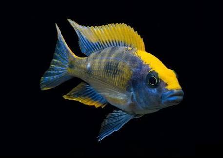 Sulfur Head Peacock