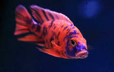 RED OB Cichlid