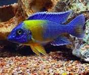 Maulana Cichlid